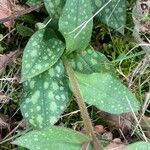 Pulmonaria affinis Likasa