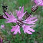 Lychnis flos-cuculi Blüte