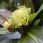 Xanthostemon multiflorus Flower