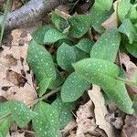 Pulmonaria officinalis পাতা