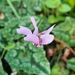 Cyclamen hederifoliumЦветок