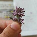 Stachys officinalis Λουλούδι
