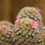 Mammillaria carmenae Flor