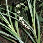 Fallopia convolvulus Fruto