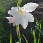 Gladiolus candidus Blüte