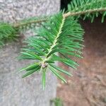 Abies homolepis Lapas