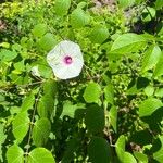 Ipomoea pandurata Flower