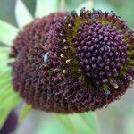 Rudbeckia occidentalis Fruchs