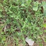 Verbena bracteata Habit