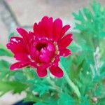 Tanacetum coccineum Flower