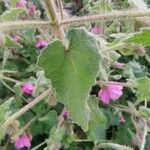 Pavonia urens Hoja
