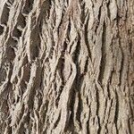 Pterocarya stenoptera Кара