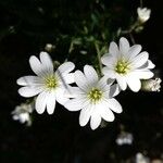 Cerastium arvenseFlor