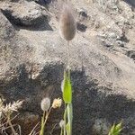 Lagurus ovatus Flower