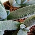 Crassula mesembryanthoides Hostoa