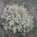 Crambe tataria Blüte
