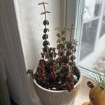 Peperomia verticillataLiść