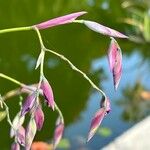 Thalia geniculata Kvet