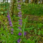 Scutellaria baicalensis 花