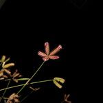 Dactyloctenium aegyptium Floare