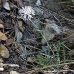 Centaurea boissieri Hábitos