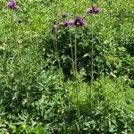 Cirsium rivulare Yeri