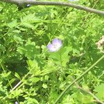 Nemophila phacelioides Хабит