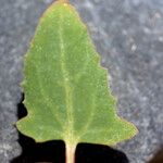 Atriplex glabriuscula Folha