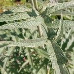 Cynara scolymus Folla