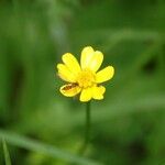 Ranunculus petiolaris Flower