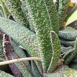 Gasteria carinata Leaf