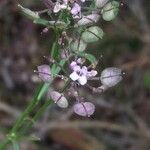 Iberis linifolia Mbuma