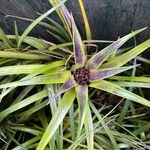Aechmea recurvata Folha
