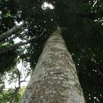 Garcinia kola Bark