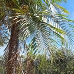 Leopoldinia pulchra Fruto