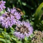 Mentha pulegium Blüte