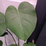 Philodendron hederaceum Φύλλο