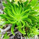 Echium decaisnei Leaf