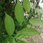 Cleistanthus ripicola Hoja