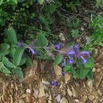 Strobilanthes tomentosa Hábito