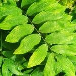 Polygonatum biflorum Leaf