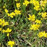 Genista sagittalis Flor