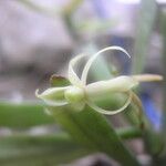 Angraecum moandense Kwiat