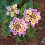 Lantana × aculeataBlomma