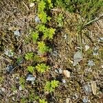 Acaena novae-zelandiae Leaf