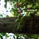 Acropogon merytifolius Φρούτο