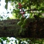 Acropogon merytifolius Fruit