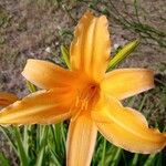 Hemerocallis dumortieri Kvet