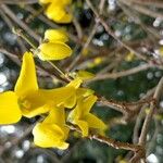 Forsythia × intermedia Fiore