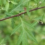 Artemisia montana Лист